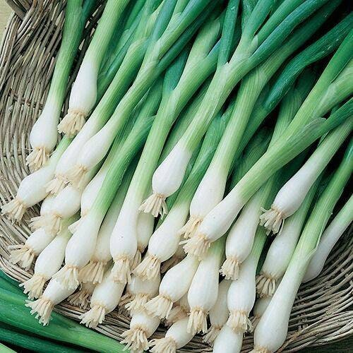Organic Green Onion Seeds, Vegetable Garden, Onion Seeds, Heirloom, N…