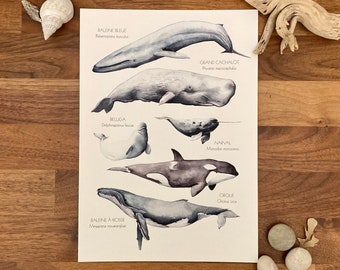 Watercolor Cetaceans