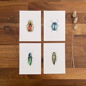 Cartes postale insectes