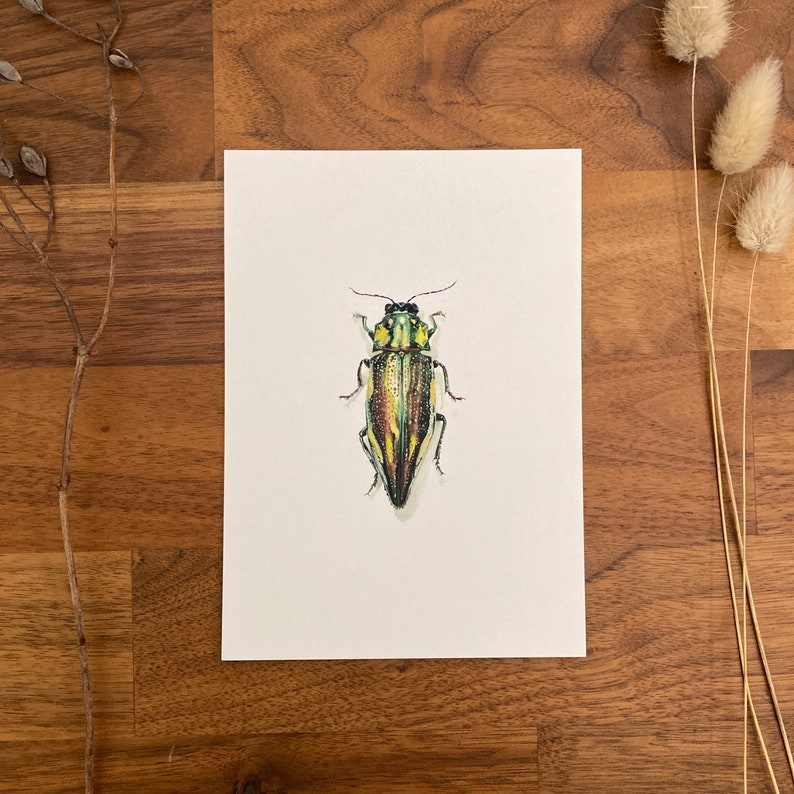Insect postcards image 2