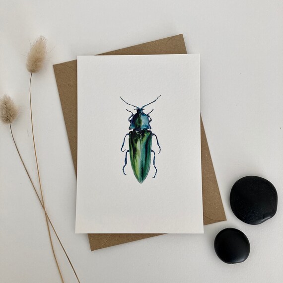 Beetle Campsosternus Mirabilis A6/A5/A4/A3 Decoration Etsy