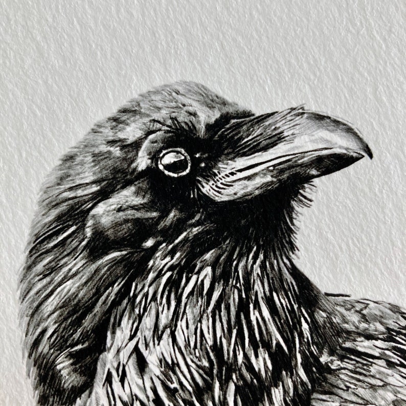 Raven Drawing image 3