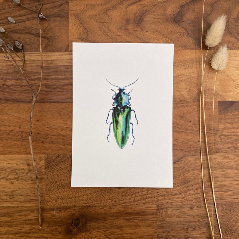 Insect postcards image 4
