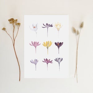 Aquarelle Crocus image 2