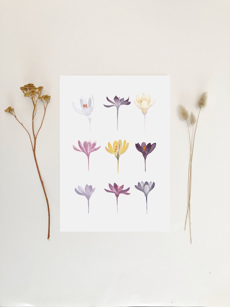 Aquarelle Crocus image 2