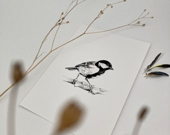 Drawing Great Tit