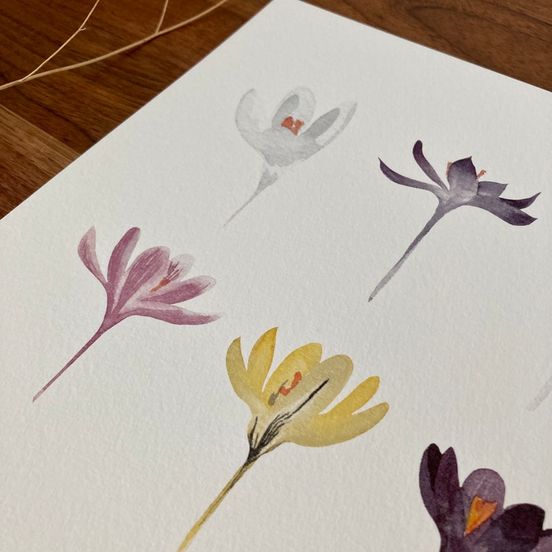 Aquarelle Crocus image 4