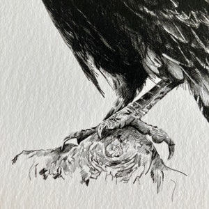 Raven Drawing image 4