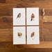 see more listings in the Oiseaux section