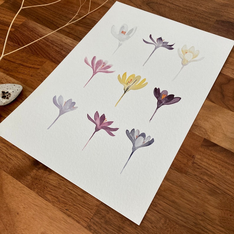 Aquarelle Crocus image 3