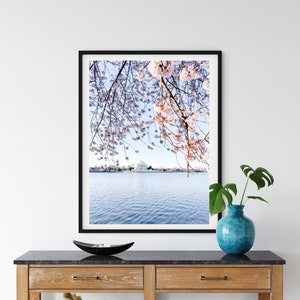 Spring Cherry Blossoms Framing the Jefferson Memorial Digital Print