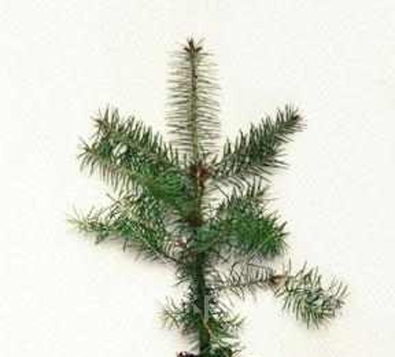 doug fir seedlings doug fir seedlings