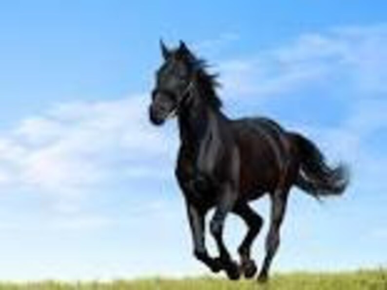 Horse manure 100/% natural compost