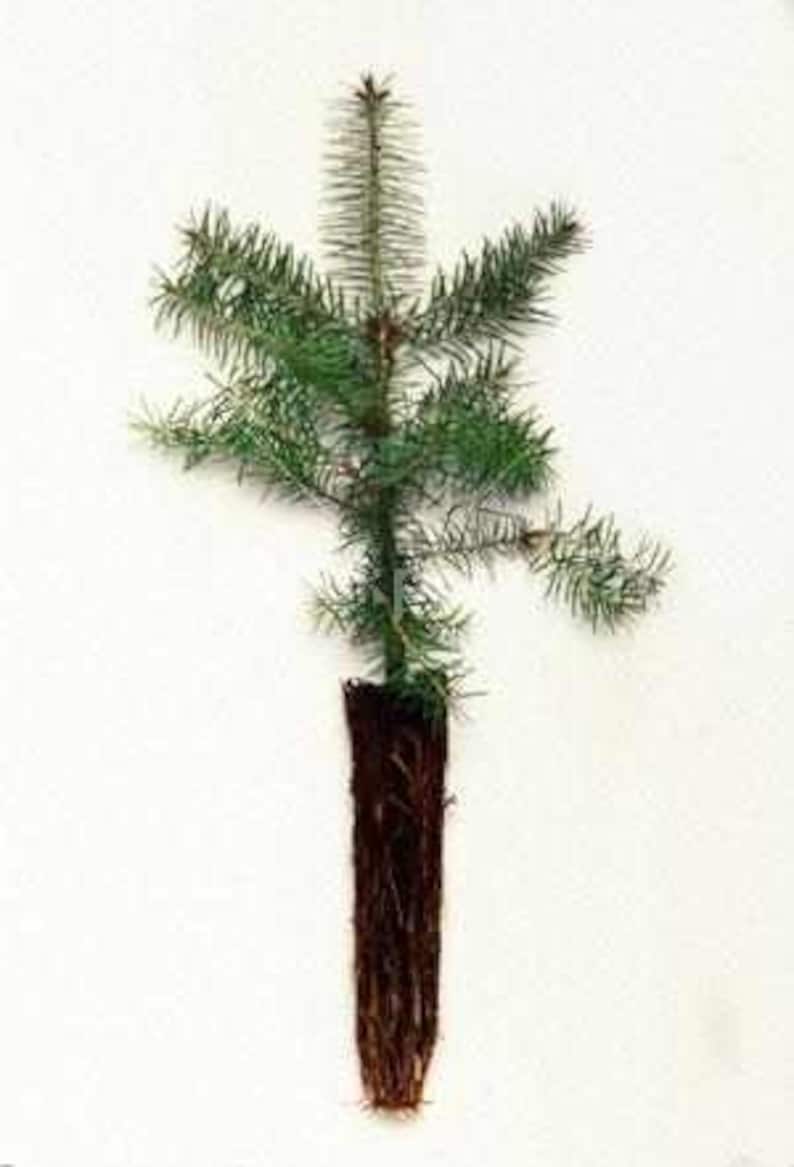 18Balsam Fir Seedlings 10 pack Etsy