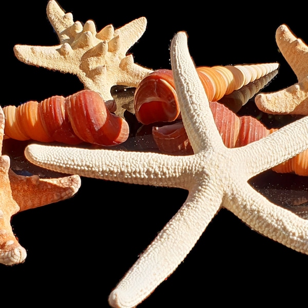 Starfish and Turitella sea shells set, display seashells, Mixed sea shells, wedding shells.