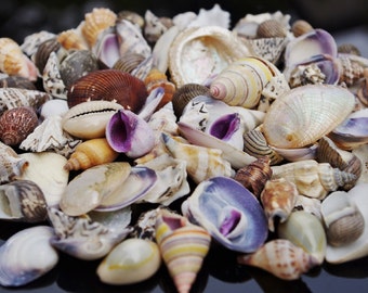 Beach Mixed Small  SeaShells 100g Mix Shells Craft SeaShells, 1 - 4 cm