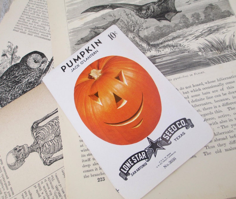 Pumpkin Seed Packet Vintage 1940s 1950s Jack O Lantern JOL Halloween Decoration Antique Seeds Autumn 40s 1950s Gardening Fall Orange Old image 9