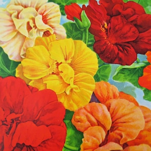 Giant Vintage Flower Seed Packet Early 1950s Nasturtium 9 Inch Huge Flowers Fire Colors Retro Big Frame Worthy Litho Art Deco Floral Seeds