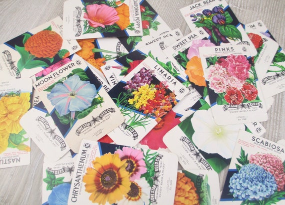 Lot of 6 Old Vintage 1950's FLOWER SEED PACKETS 1970's Larger Size