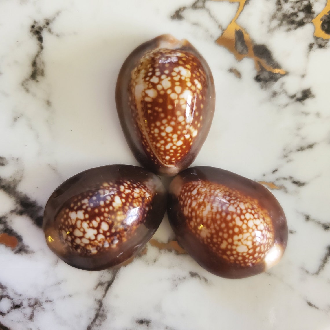 Three Natural Hawaiian Cowrie Shells Found in Hawaii Oahu Etsy