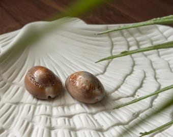 Natural Hawaiian Cowrie Shells, Found in Hawaii, Oahu Cowries, Hand Picked, Beach Finds, Shell Pairs for Jewelry