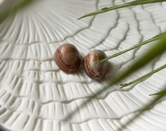 Natural Hawaiian Cowrie Shells, Found in Hawaii, Oahu Cowries, Hand Picked, Beach Finds, Shell Pairs for Jewelry