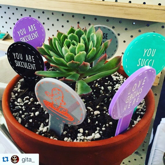 Lil Prick succulent planteroffice decor