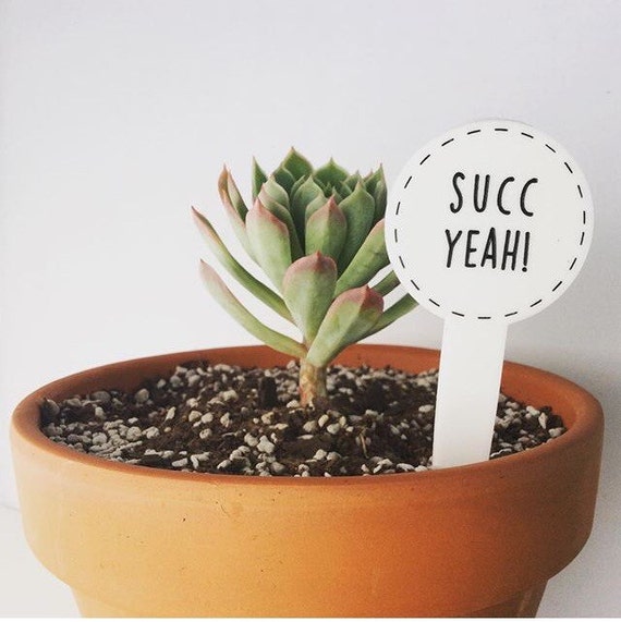 Lil Prick succulent planteroffice decor