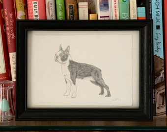 Boston Terrier Dog Breed Drawing 5x7