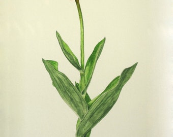 7 - Prince Carnival Tulip Card