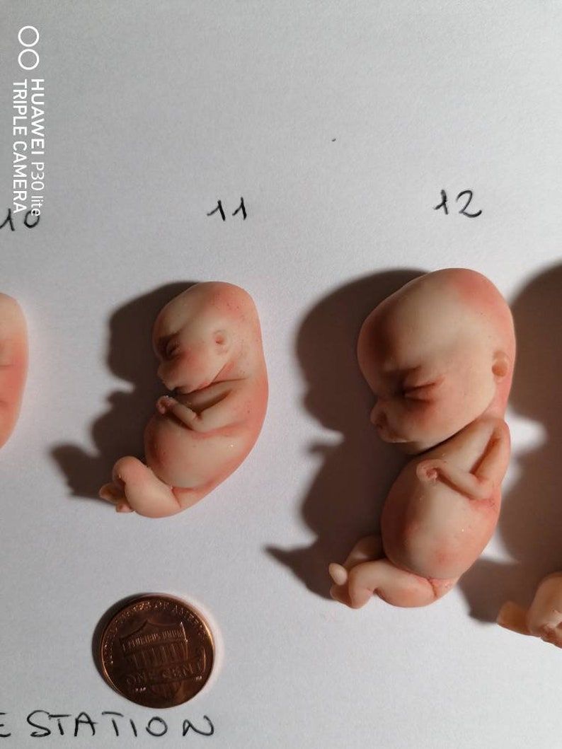 Moules foetus semaines de gestation 4-5-6-7-8-9-10-11-12-13. | Etsy