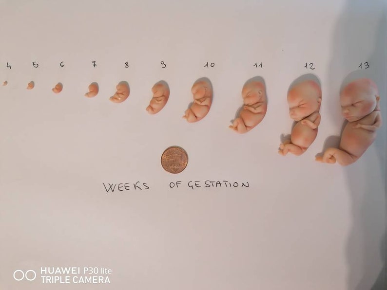 Foetus Tableau Taille Embryon Par Semaine