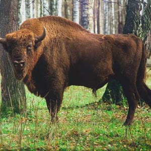 K&ouml;nnte beinhalten: Ein gro&szlig;er Wisent mit dichtem, dunkelbraunem Fell, einem ausgepr&auml;gten Schulterh&ouml;cker und geschwungenen H&ouml;rnern, der in einem Wald steht. Das Tier hat eine dichte M&auml;hne um Kopf und Hals sowie einen kr&auml;ftigen K&ouml;rperbau mit vier Beinen.