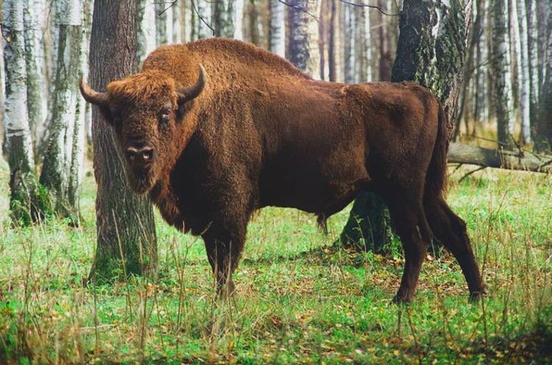K&ouml;nnte beinhalten: Ein gro&szlig;er Wisent mit dichtem, dunkelbraunem Fell, einem ausgepr&auml;gten Schulterh&ouml;cker und geschwungenen H&ouml;rnern, der in einem Wald steht. Das Tier hat eine dichte M&auml;hne um Kopf und Hals sowie einen kr&auml;ftigen K&ouml;rperbau mit vier Beinen.