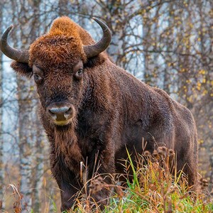 K&ouml;nnte beinhalten: Ein Europ&auml;ischer Bison mit dichtem, dunkelbraunem Fell und geschwungenen H&ouml;rnern, der auf einem Feld steht. Das Tier hat einen ausgepr&auml;gten Buckel an den Schultern und ein dichtes, zotteliges Fell an Kopf und Hals, mit einem fokussierten Blick.