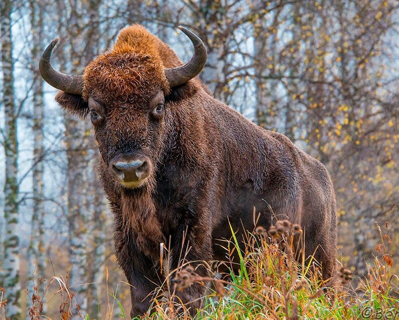 K&ouml;nnte beinhalten: Ein Europ&auml;ischer Bison mit dichtem, dunkelbraunem Fell und geschwungenen H&ouml;rnern, der auf einem Feld steht. Das Tier hat einen ausgepr&auml;gten Buckel an den Schultern und ein dichtes, zotteliges Fell an Kopf und Hals, mit einem fokussierten Blick.