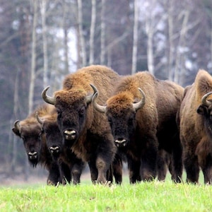 K&ouml;nnte beinhalten: Eine Gruppe von f&uuml;nf Wisenten, die auf einer gr&uuml;nen Wiese stehen. Die Tiere haben dichtes, dunkelbraunes Fell, ausgepr&auml;gte Schulterh&ouml;cker und gebogene H&ouml;rner. Sie stehen zusammen und blicken nach vorne, im Hintergrund ist ein Wald zu sehen.