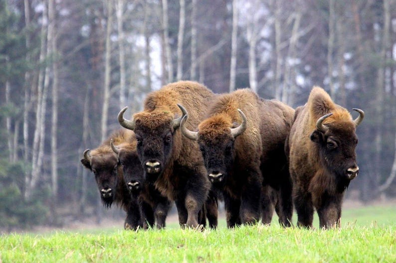 K&ouml;nnte beinhalten: Eine Gruppe von f&uuml;nf Wisenten, die auf einer gr&uuml;nen Wiese stehen. Die Tiere haben dichtes, dunkelbraunes Fell, ausgepr&auml;gte Schulterh&ouml;cker und gebogene H&ouml;rner. Sie stehen zusammen und blicken nach vorne, im Hintergrund ist ein Wald zu sehen.