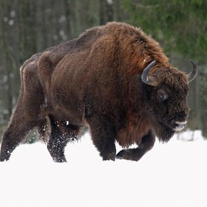K&ouml;nnte beinhalten: Ein gro&szlig;er Wisent mit dichtem, dunkelbraunem Fell und geschwungenen H&ouml;rnern, der durch tiefen wei&szlig;en Schnee l&auml;uft. Das Tier hat einen ausgepr&auml;gten Buckel auf dem R&uuml;cken und eine dichte M&auml;hne um Kopf und Hals, wobei die kr&auml;ftigen Beine teilweise vom Schnee verdeckt sind.