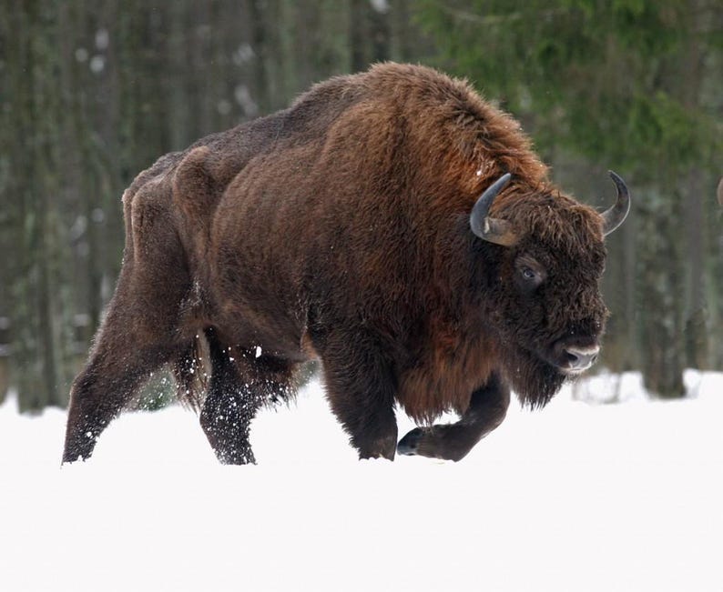 K&ouml;nnte beinhalten: Ein gro&szlig;er Wisent mit dichtem, dunkelbraunem Fell und geschwungenen H&ouml;rnern, der durch tiefen wei&szlig;en Schnee l&auml;uft. Das Tier hat einen ausgepr&auml;gten Buckel auf dem R&uuml;cken und eine dichte M&auml;hne um Kopf und Hals, wobei die kr&auml;ftigen Beine teilweise vom Schnee verdeckt sind.