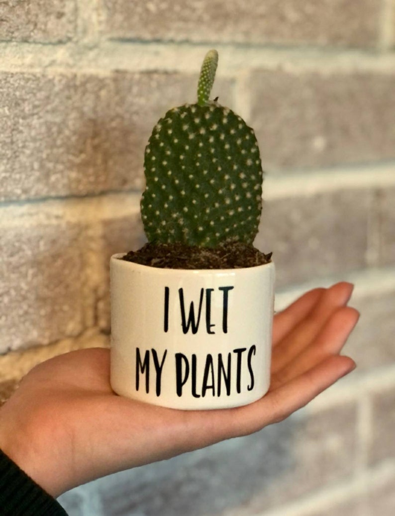 Single Punny plant pots | Succulent pots | Plants NOT included 