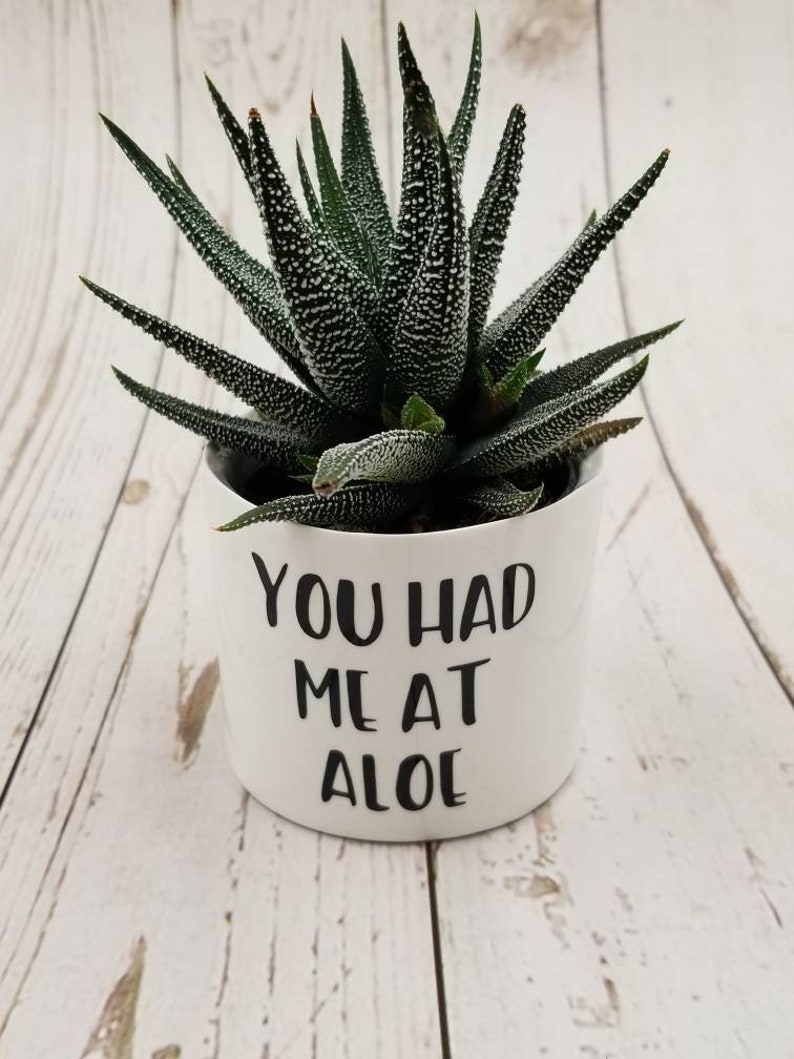 New Set of 4 Punny plant pots, succulent pots. Plants NOT included, see all photos for included pots. image 2