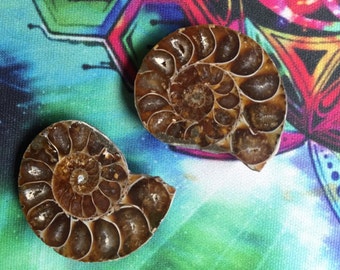 Ammonite Pair