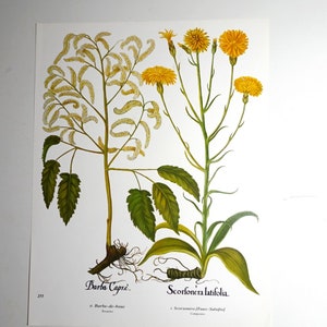 Antiker botanischer Posterdruck von Blumen. Blumen. Illustration aus dem Blumendruck „Citadelles Edition“. Wanddekoration. beidseitiger Druck.