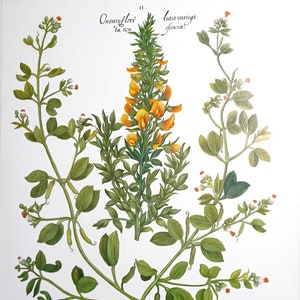 Antiker botanischer Posterdruck von Blumen. Blumen. Illustration aus dem Blumendruck „Citadelles Edition“. Wanddekoration. beidseitiger Druck.