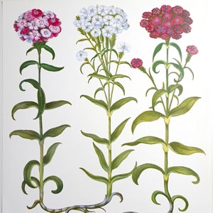 Antiker botanischer Posterdruck von Blumen. Blumen. Illustration von "Citadelles Edition" BlumenDruck. Wanddekoration. doppelseitiger Druck.
