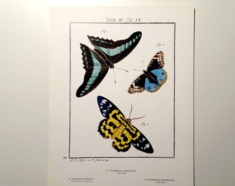 Butterfly Print.  Insects illustration. Entomology Pint.