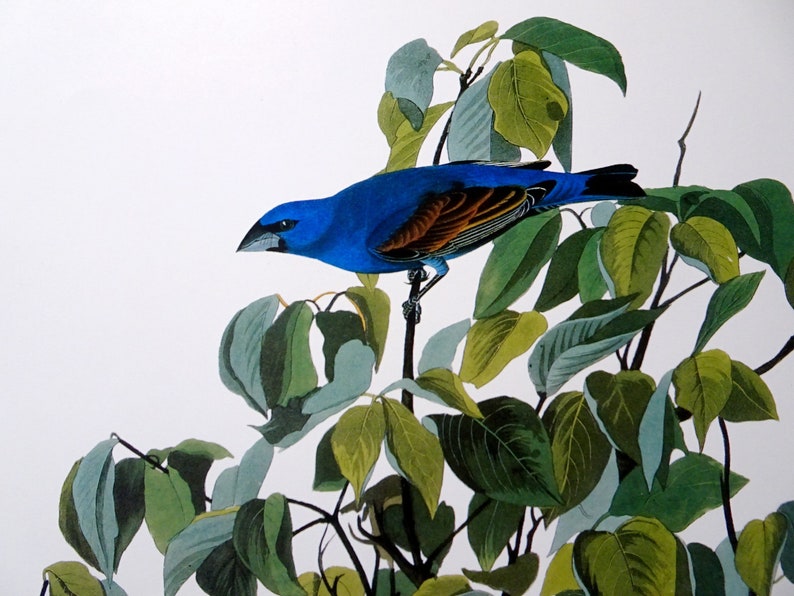 Birdie House Gicl\u00e9e print