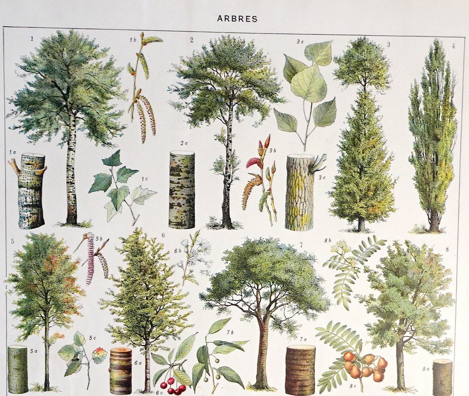 Vintage French Trees Print. French Vintage Chromo. Scientist | Etsy