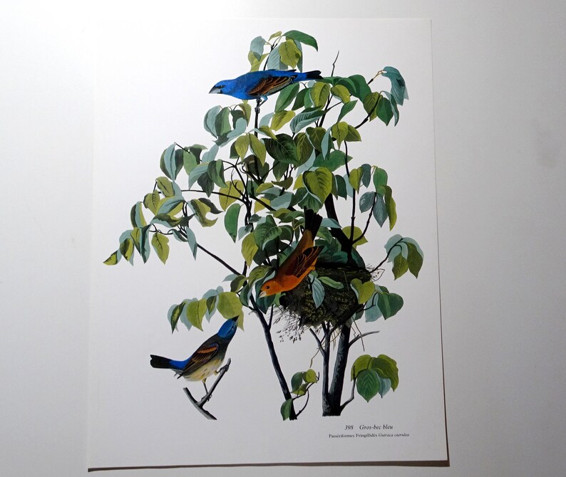 Birdie House Gicl\u00e9e print